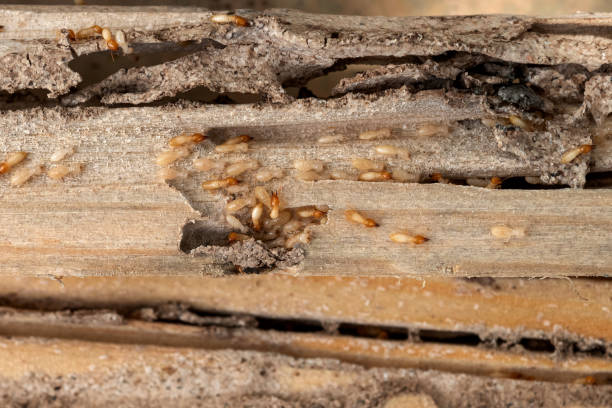 Best Best Pest Control Companies  in Chesapeake, WV