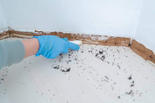 Best Pest Prevention Services  in Chesapeake, WV